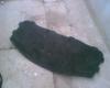 Attached Image