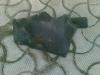 Attached Image