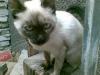 Attached Image