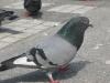 Attached Image