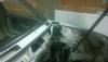 Attached Image